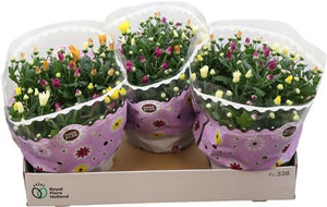 Mixed Chrysanthemum (Chrysanthemum indicum) – 23cm Pot
