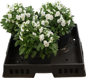 White Viola (Viola cornuta Group) – 23cm Pot