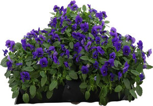 True Blue Viola (Viola cornuta Group) – 23cm Pot