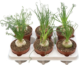 Spiral Grass Plant (Albuca spiralis) – 13cm Pot