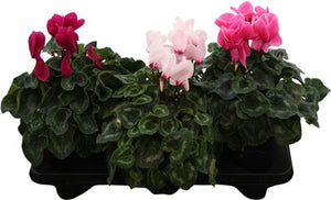 Mixed Cyclamen persicum – 17cm Pot, 35cm High