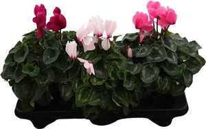 Mixed Cyclamen persicum – 17cm Pot, 35cm High