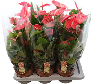 Pink Anthurium (Anthurium andraeanum) – 17cm Pot