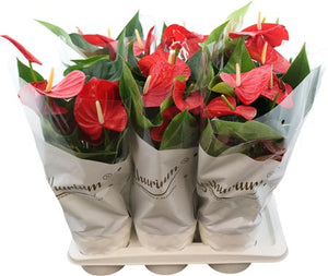 Red Anthurium (Anthurium) – 17cm Pot, 55cm Tall