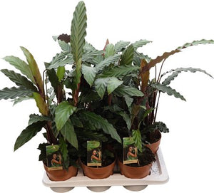 Calathea Rufibarba Prayer Plant – 17cm Pot