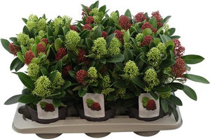 Skimmia japonica 'Double Diamond' – 15cm Pot