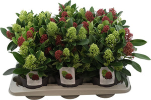 Skimmia japonica 'Double Diamond' – 15cm Pot