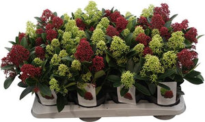 Skimmia japonica ‘Double Diamond’ – 13cm Pot