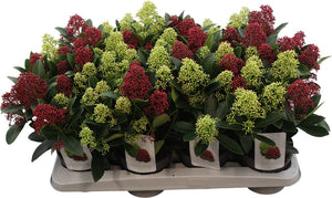 Skimmia japonica ‘Double Diamond’ – 13cm Pot