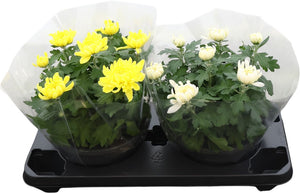 Mixed Chrysanthemum Houseplant – 23cm Pot