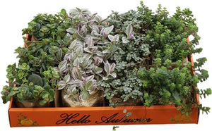 Halloween Mixed Ceramic Plant Arrangement – 8cm Pot