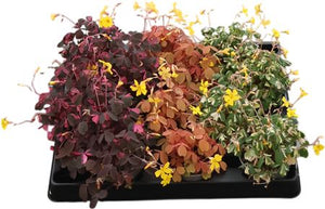 Mixed Oxalis Plant – 6cm Pot