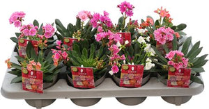 Mixed Lewisia Garden Plant – 12cm Pot