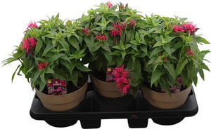 Balmy Deep Purple Monarda – 19cm Pot