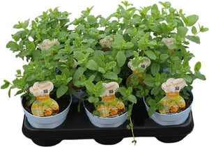 Moroccan Mint (Mentha) – 12cm Pot