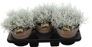 Cushion Bush (Leucophyta brownii) – 19cm Pot