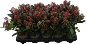 Skimmia japonica 'Rubella' – 10.5cm Pot