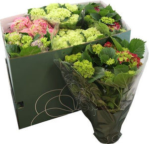 Mixed Hydrangea Macrophylla – 14cm Pot, 40cm High