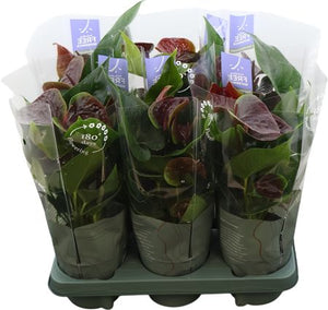 Brown Anthurium ‘Essencia Black’ – 12cm Pot