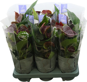 Brown Anthurium ‘Essencia Black’ – 12cm Pot