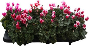 Cyclamen Super Serie Allure ‘Fuji Po’ – 12cm Pot