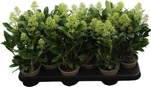 Skimmia japonica 'Finchy' – 10.5cm Pot