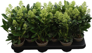Skimmia japonica 'Finchy' – 10.5cm Pot
