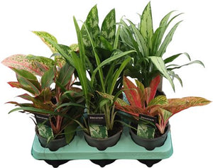 Aglaonema Luxe Mix – 12cm Pot, 35cm High
