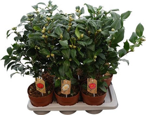 Camellia Japonica – 17cm Pot, Approx. 60cm Tall