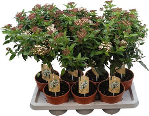 Viburnum tinus Standard Shrub – 14cm Pot, 45cm High