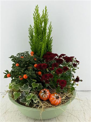 Green Zinc Bowl Mixed Plant Arrangement