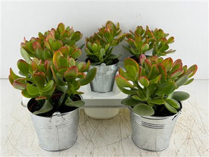 Mixed Floral Arrangement in Zinc Bucket