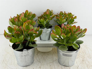 Mixed Floral Arrangement in Zinc Bucket