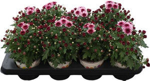 Pink Chrysanthemum – 12cm Pot, 22cm High