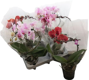 Mixed Phalaenopsis Orchid – 12cm Pot