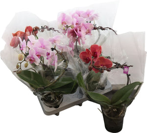 Mixed Phalaenopsis Orchid – 12cm Pot
