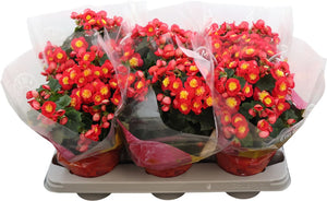 Pink Elatior Begonia (Begonia) – 14cm Pot