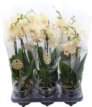 Lime Phalaenopsis Orchid – 2 Stem, 12cm Pot