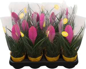 Tillandsia 'Vincent Roze' – 9cm Pot