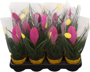 Tillandsia 'Vincent Roze' – 9cm Pot