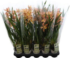 Cymbidium Orchid ‘Wilhelmina’ – 12cm Pot
