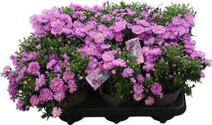 Purple Aster (Aster dumosus 'Alpha') – 12cm Pot