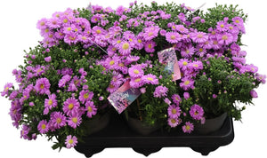 Purple Aster (Aster dumosus 'Alpha') – 12cm Pot