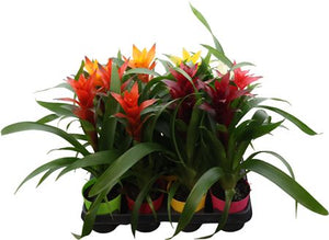 Mixed Guzmania Bromeliad – 10cm Pot, 35cm High