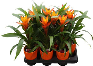 Orange Guzmania Bromeliad – 11cm Pot