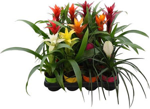 Mixed Bromeliad Houseplant – 10cm Pot