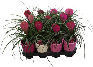 White Tillandsia cyanea 'Biancini' – 11cm Pot