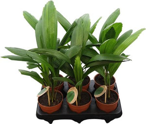 Ruffled Fan Palm (Licuala grandis) – 12cm Pot