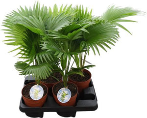 Livistona Rotundifolia Parlour Palm – 14cm Pot
