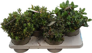 Dwarf Rhododendron Mix – 17cm Pot